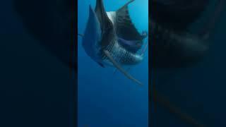 Fishing #fishing #fish #fishingvideo #fishinglife #fishingtips