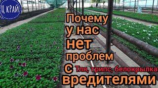 Почему их нет??? Тля, трипс, белокрылка, клещи и тд. Самый лучший способ борьбы с ними, но.......