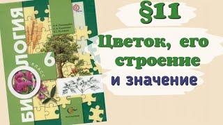 Краткий пересказ §11 Цветок, его строение и значение. Биология 6 класс Пономарёва