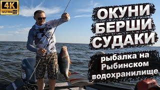 Окуни, берши, судаки. Рыбалка на Рыбинском водохранилище