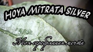 Hoya Mitrata silver- моя серебрянная мечта!