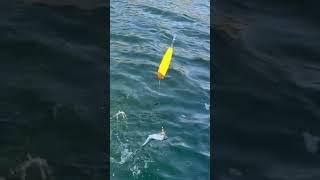 Almost lost it!! #kokaneefishing