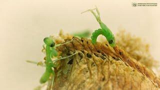 How praying mantises are born. Hatching babies from a clutch of eggs - ooteca. // Clever Cricket