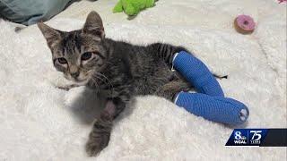 Abandoned kitten has surgery to repair deformed legs