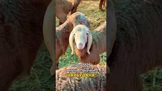 Окот февраль 2025 (сатылат)  #арашанские_овцы  линия: "Гулливер" - "Нарубдан" - "Маузер"