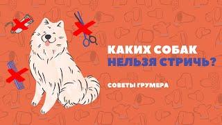 Каких собак нельзя стричь? Разбираемся вместе с грумером!