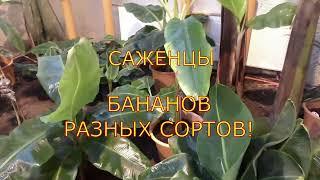 Теплица Московская область, саженцы бананов, пересадка, укоренение через воду.