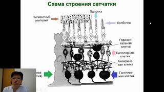 Клинпсих лекция зрительный анализатор