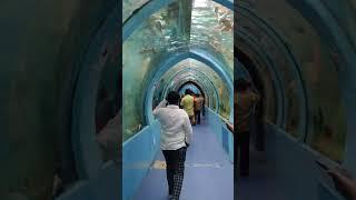 Underwater aquarium in Mysore  #fishlovers #underwateraquarium #viralshorts ️