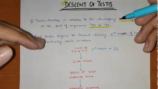 Descent of Testis | Abdomen