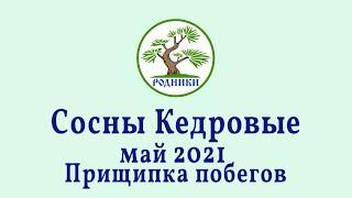 Сосны кедровые. Прищипка зеленых побегов. 2021.05