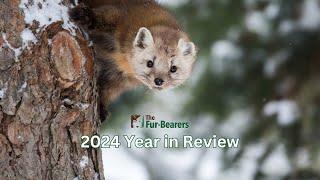 The Fur-Bearers' 2024 Year in Review