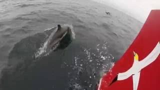 Dolphin Encounter