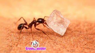 ‍️You're below a sugar ants "place"...