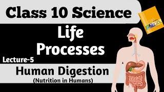 Digestion in Human | Human Digestive system | Nutrition in Human | Digestive glands | Life Processes