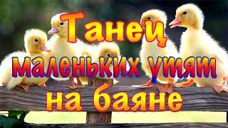 Танец маленьких утят. Dance of little ducklings. Игра на электробаяне. Школа игры на баяне.