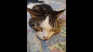 cat pink heart shaped nose sleepy