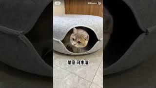 Pet Donut Felt Tunnels Cat Kitten Tubes House Nest Fun Play Mainan Kucing Terowong 宠物猫毛毡猫隧道 PC1-0520