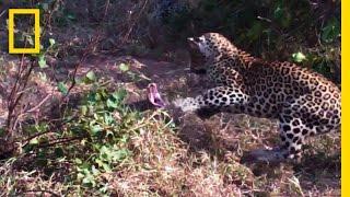 Leopards vs. Python Snake | National Geographic