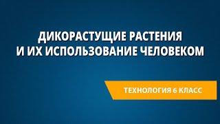 Дикорастущие растения и их использование человеком