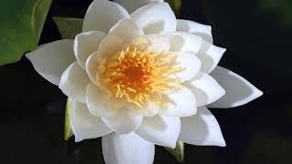 Water lily, nymphaea alba flower opening time lapse. White water lily 4K