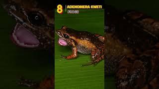 ADENOMERA KWETI Ep8: The Vibrant Frog of the Brazilian Rainforest