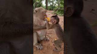 Feeding Animals, Cute Baby Animal #shorts
