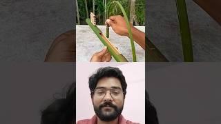 Bamboo gun targets to cup 