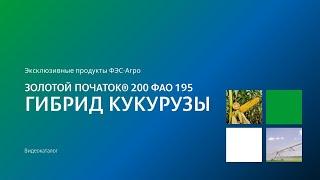 Гибрид кукурузы Золотой початок® 200