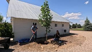 Planting Out Flower Seedlings, a Tulip Tree + A Hoselink vs. Vego Hose Reel Comparison! 