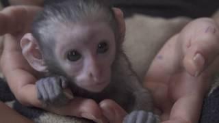 “Behind the Scenes: Exclusive Footage from the Vervet Monkey Foundation (Dec 2019)”