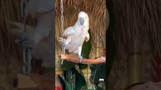 Kalimah Will Tear Your Heart - #Shorts #Islamic
