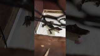 Young rescue alligators practicing their bellows