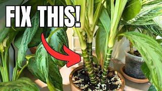 how to fix a leggy/stretched aglaonema with results + propagation the cut portions