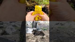 Learn Animal Names at the Waterfall for Kids: Bear Rabbit Dog Fish Alligator #SummerOnShorts
