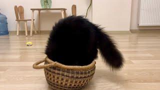 Cat in basket ‍⬛　カゴに入る猫、後ろ姿の背中の丸みが可愛い。