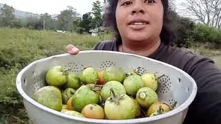 PETIK TOMAT LIAR DI KEBUN KONTRAK ADIK KU VLOG TKW SINGAPURA 