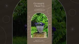𝐒𝐆 𝐓𝐫𝐚𝐝𝐞𝐫𝐬 𝐂𝐫𝐨𝐦𝐚𝐫𝐭𝐲 𝐏𝐥𝐚𝐧𝐭 𝐏𝐨𝐭𝐬  #sgtraders #home #homedecor