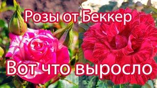 Обзор. Розы от Беккер - вот что выросло.