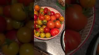 Allotment harvest tomatoes,onions,beetroot,rhubarb,sweet corn courgettes  # youtube short stories