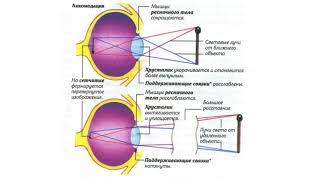 ГЛАЗ   оптическая система