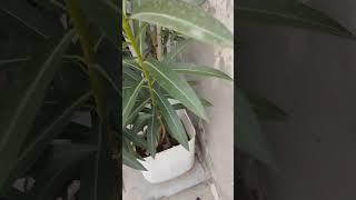 severaly#south #gardening #organic #plantingtips #youtubeshorts
