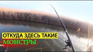 Даже не верится что в этом болоте есть такая крупная краснопёрка и тарана.