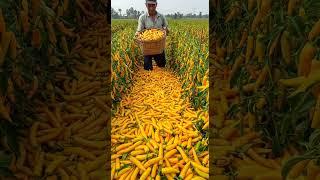 Millions of yellow Sweet Pepper