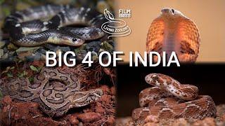 The most deadly snakes of India, venomous Big 4 - cobra, Russell's viper, krait, Saw-scaled viper