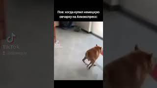 Хаха, это шо за смесь в реале!? #овчарка #собака #алиэкспресс