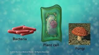 Overview of Cell Boundaries