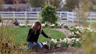 Planting Two Interesting Varieties of Birch Tree!  // Garden Answer