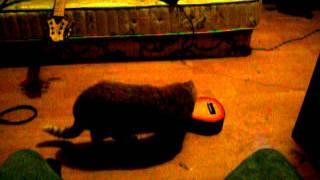 My Cat Plays The Ukulele