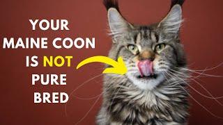 How to identify Your Maine coon Cat is Pure Bred or not ?